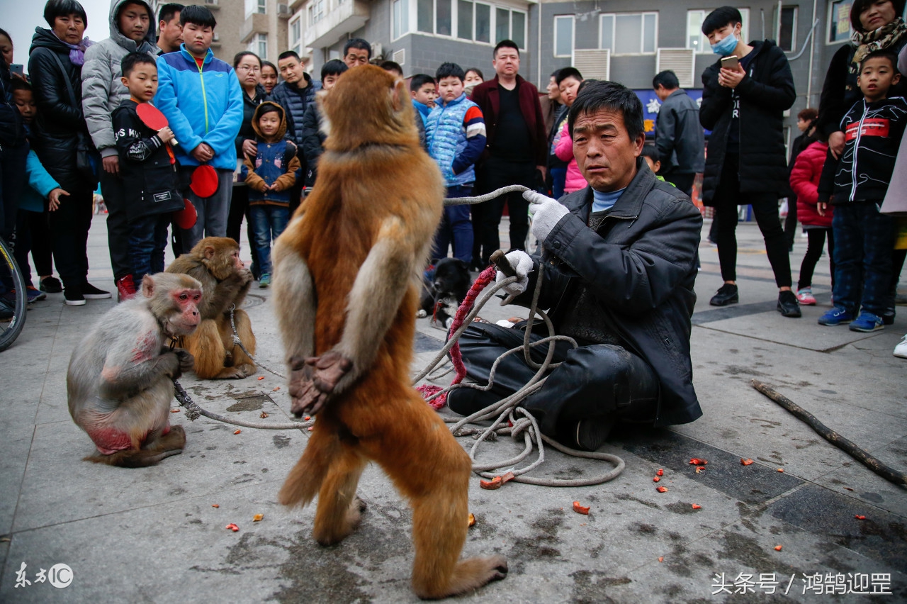 “猴戏”即将退出生活舞台,带走了我们的乐趣和记忆