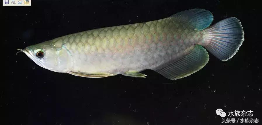 龙鱼入门百科图片,新手养龙鱼入门红龙