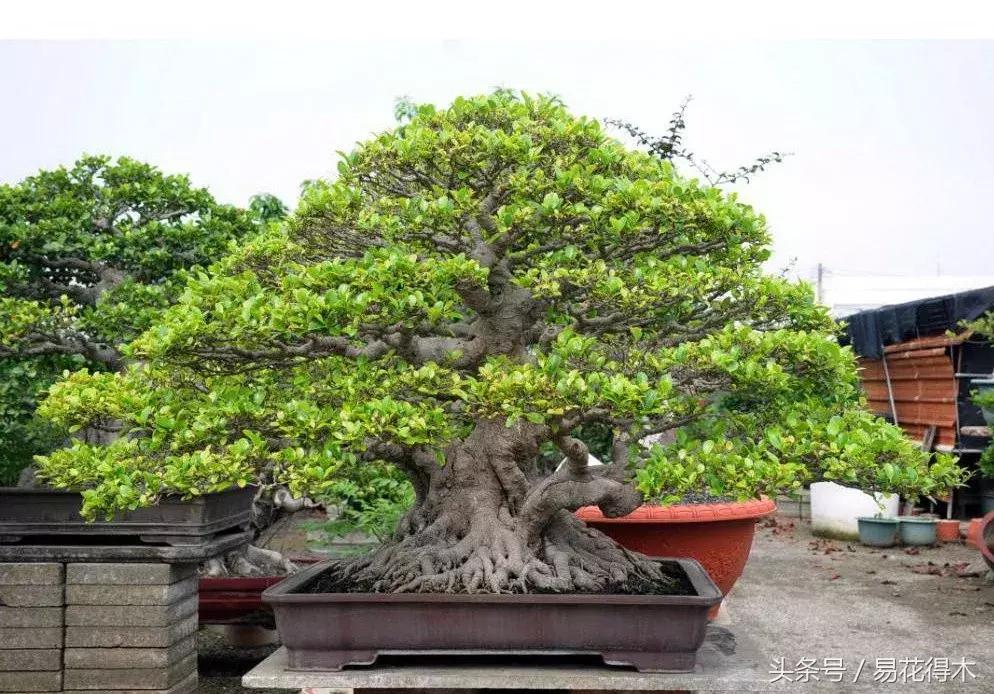 榕树掉叶是什么原因引起的,人参榕树掉叶怎么回事