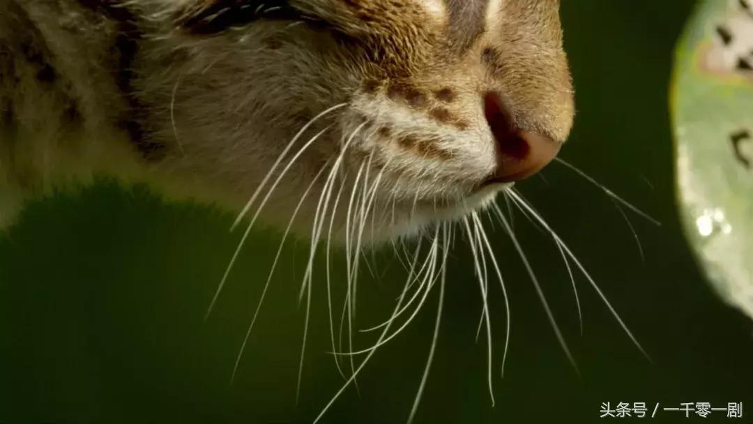 我打赌，这部「三级片」让你从此走上喵生巅峰！