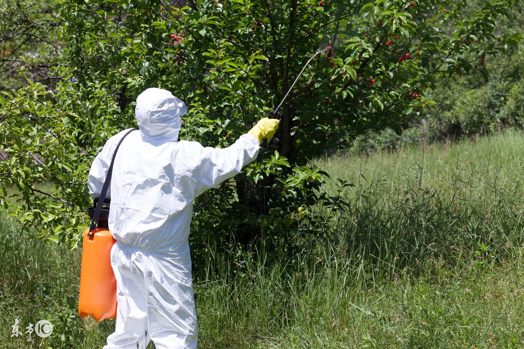 天气降温果树受冻,气温骤降果树如何才能度过严冬