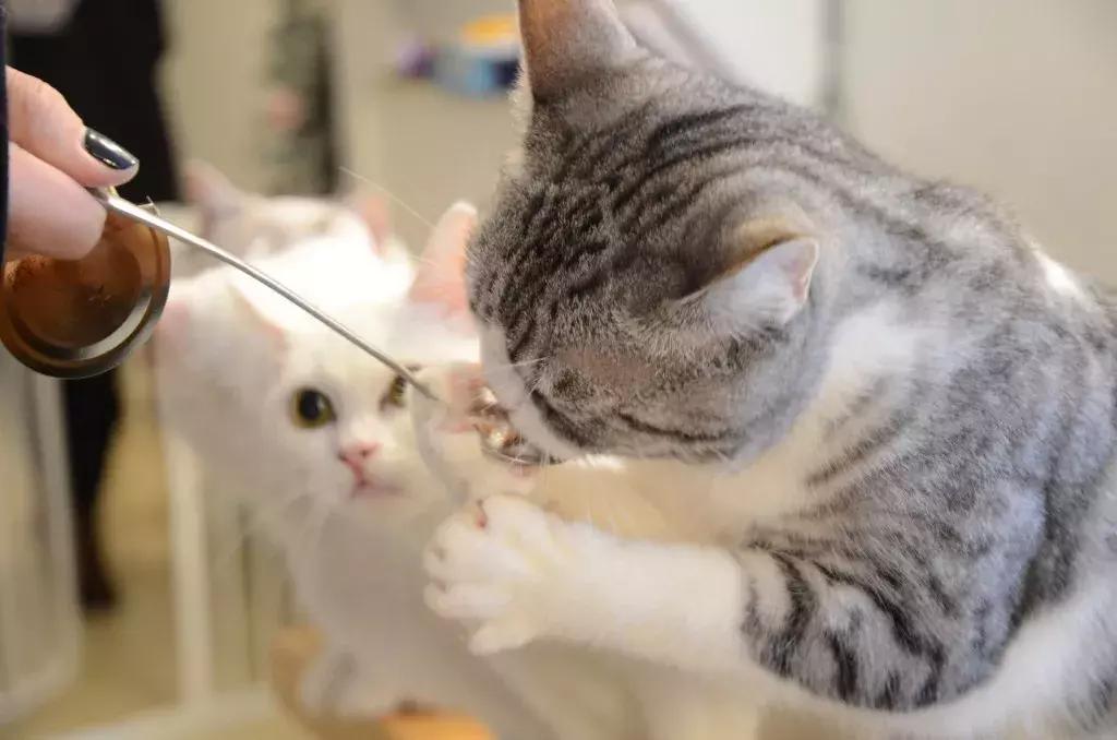 杭州可以撸猫的店,杭州撸猫地方推荐