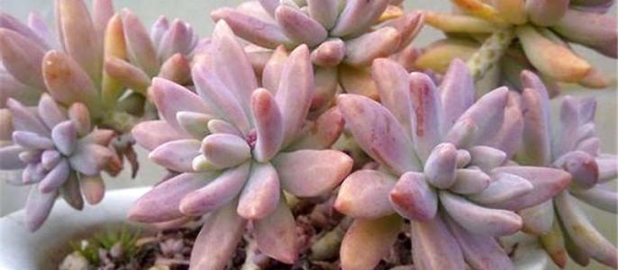 划划手机养养眼，让多肉美拍缓解你的疲劳，静下来明天再出发！