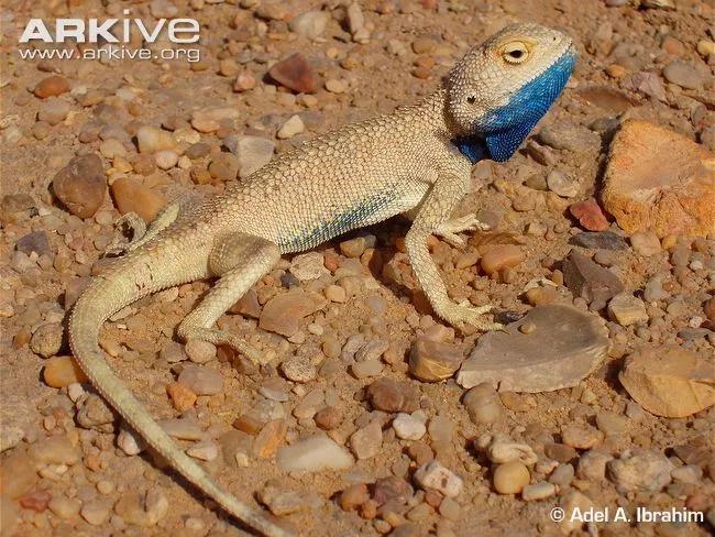 蓝色鬃狮蜥蜴稀有吗,鬃狮蜥黄系对比