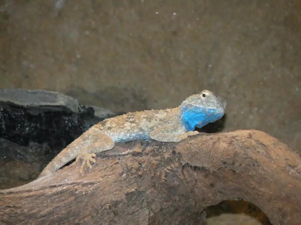 蓝色鬃狮蜥蜴稀有吗,鬃狮蜥黄系对比