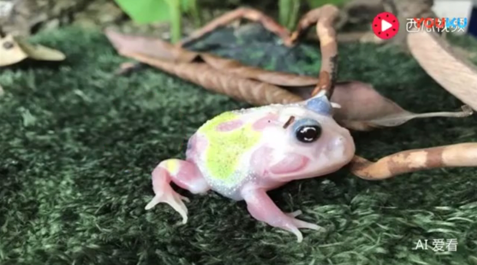 男子十年花近百万养宠物蛙，营养学家建议食用青蛙需谨慎