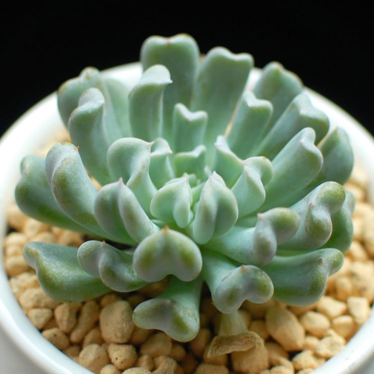 划划手机养养眼，让多肉美拍缓解你的疲劳，静下来明天再出发！