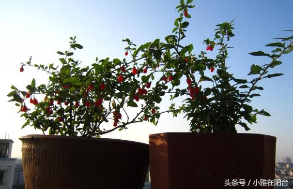 家里栽的枸杞能结果吗,家里栽枸杞树好不好啊