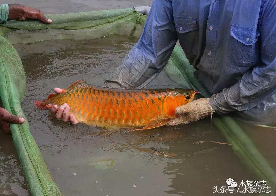 龙鱼入门百科图片,新手养龙鱼入门红龙