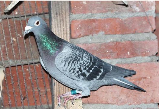 信鸽怎么选购和养殖的区别,信鸽怎么选购和养好的区别