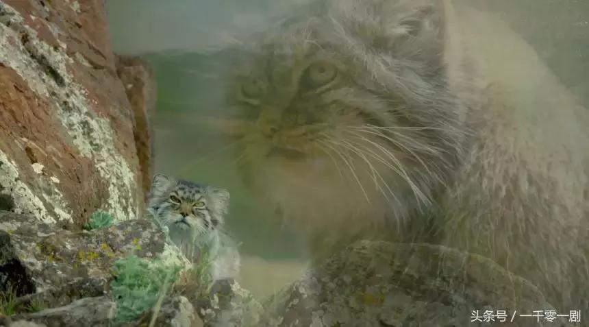 我打赌，这部「三级片」让你从此走上喵生巅峰！