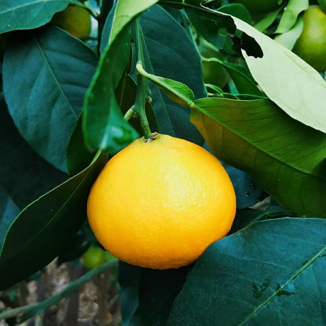 鏄ヨ鍜屾槑鏃ヨ鍜屾矁鏌戝摢涓洿濂藉悆,鏌戞鍥涘ぇ缇庝汉