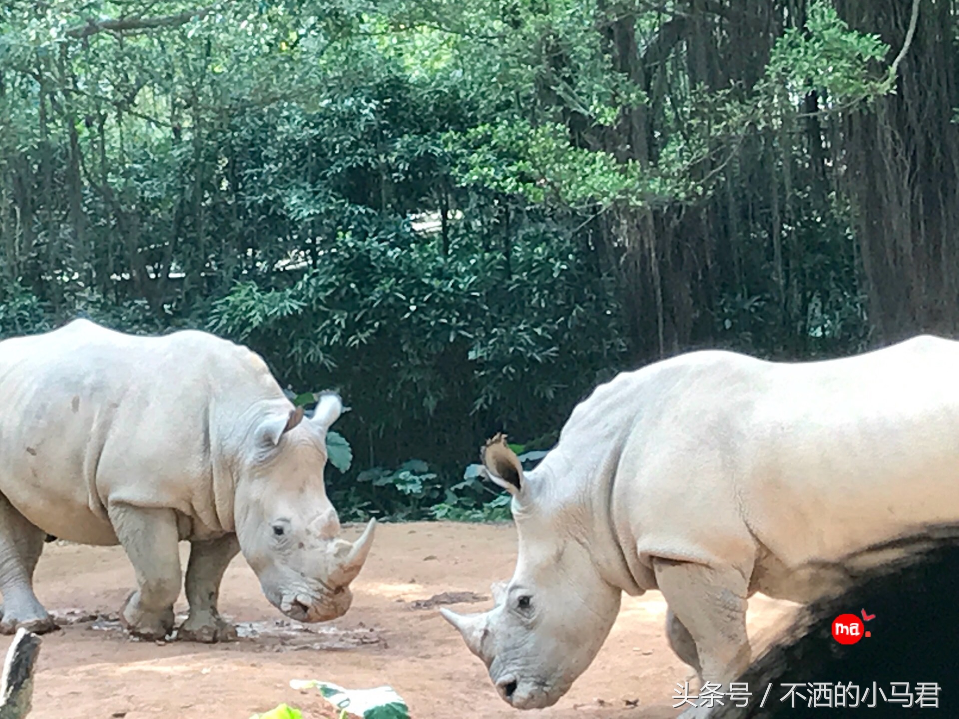长隆野生动物园3天2晚亲子游,广州长隆野生动物园亲子游攻略