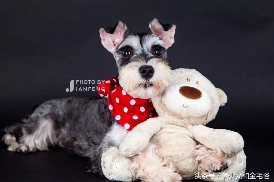 养狗人请注意,养狗人要经过学习持证养狗