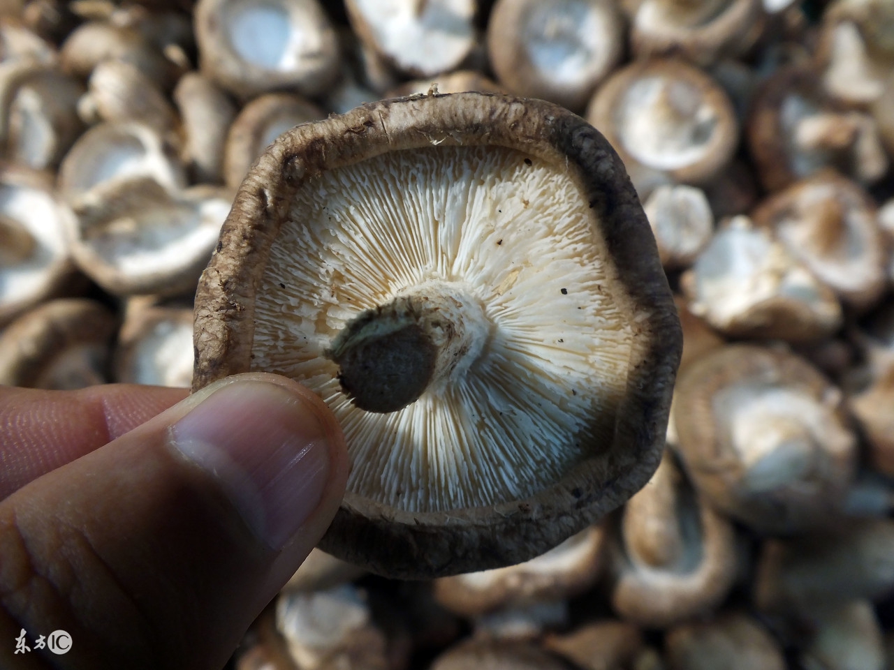 种蘑菇有前景吗,种蘑菇难不难