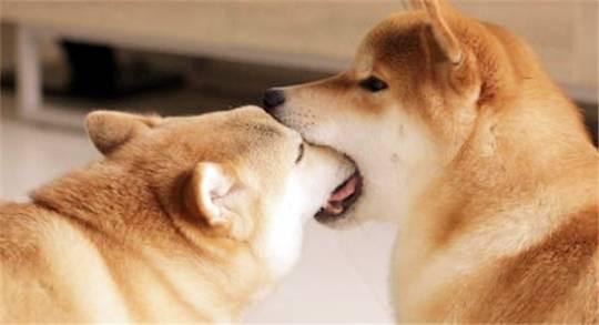 狗狗食道损伤多久能恢复,狗狗眼角膜损伤怎么办