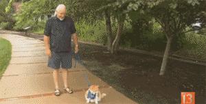 现在的猫都学成精了,这年头连猫都成精了