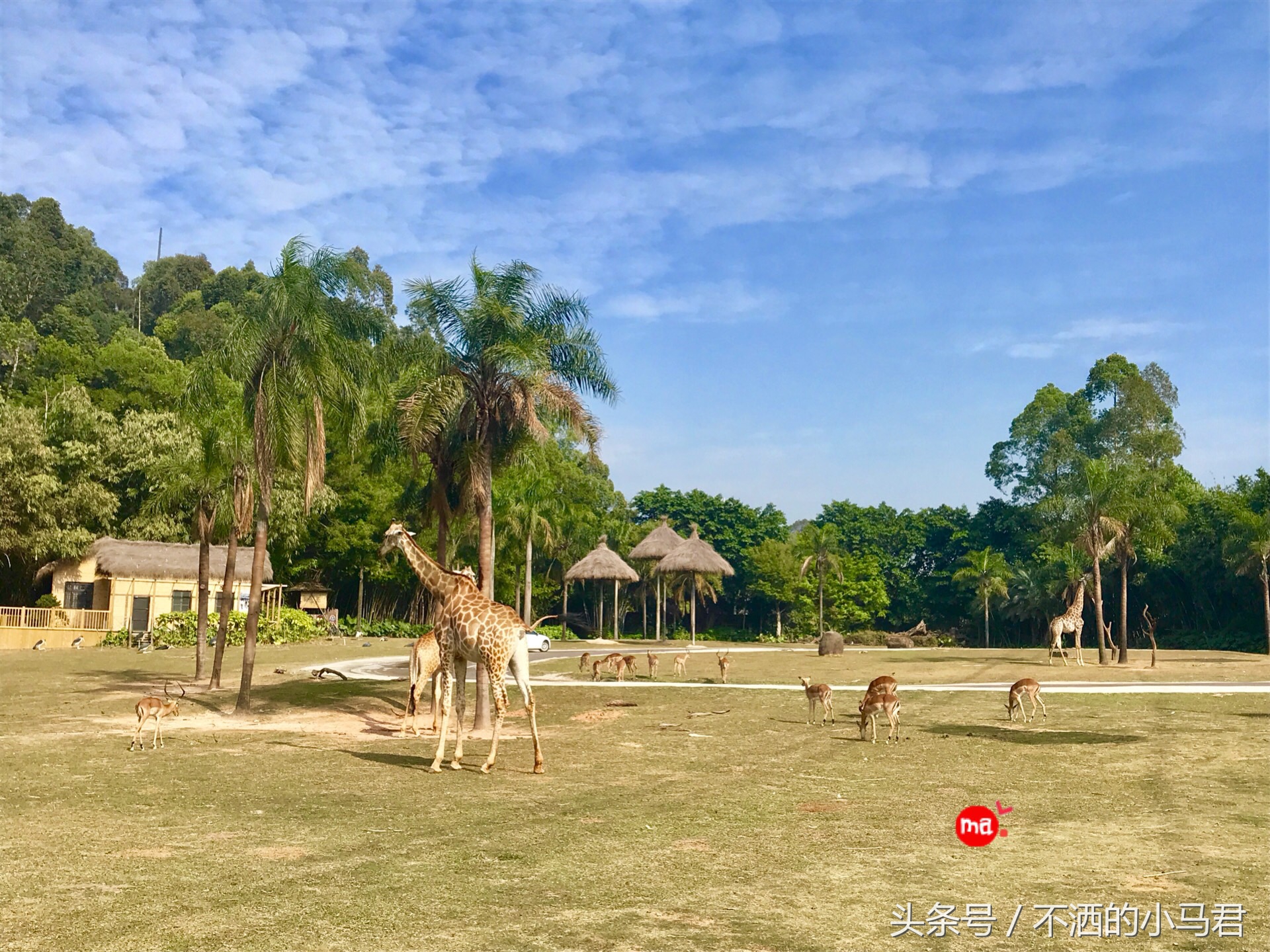 长隆野生动物园3天2晚亲子游,广州长隆野生动物园亲子游攻略