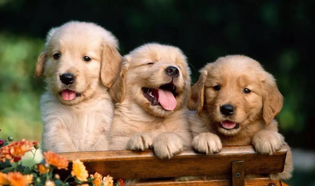 小熊星星研究生,小熊行星北京联合大学