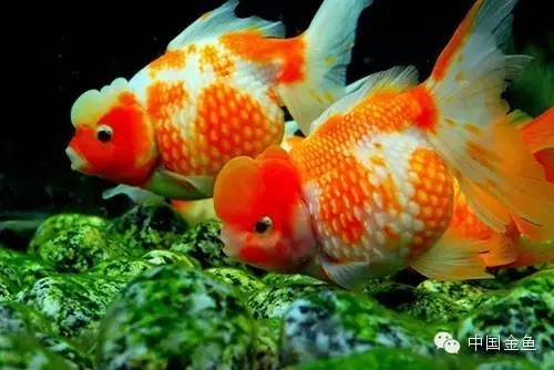 鳞片怪异的金鱼品种大全,国粹金鱼品种介绍之珍珠金鱼