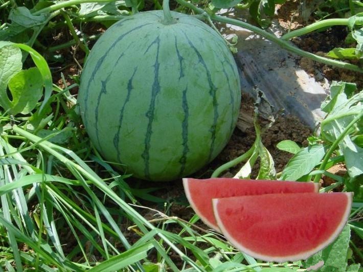 安徽西瓜批发收购,全国西瓜批发行情