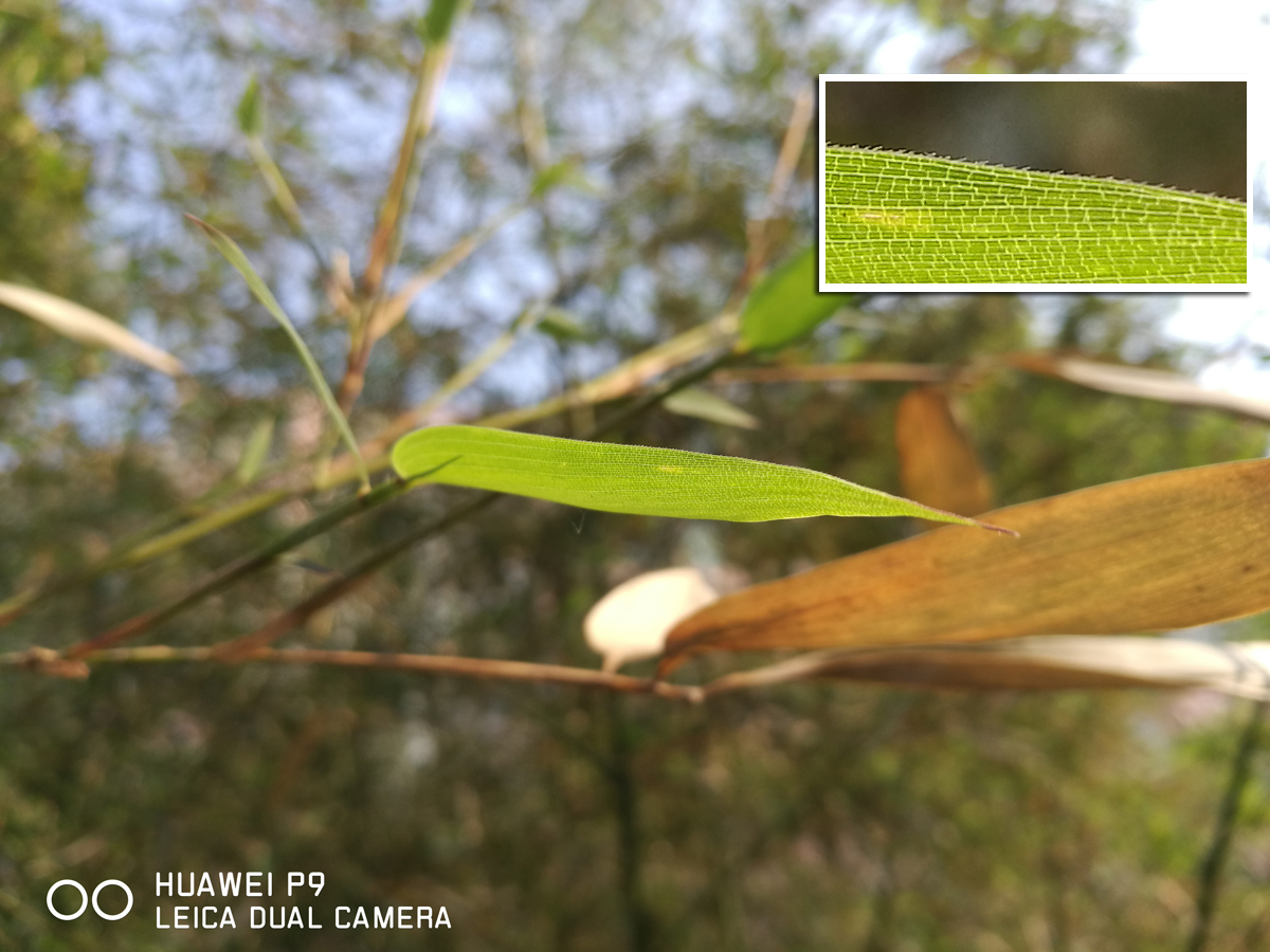 华为p9谁更好一点,华为p9最近怎么样了