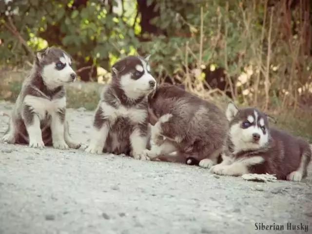 西伯利亚雪橇犬哈士奇白牙,西伯利亚雪橇犬哈士奇解说视频