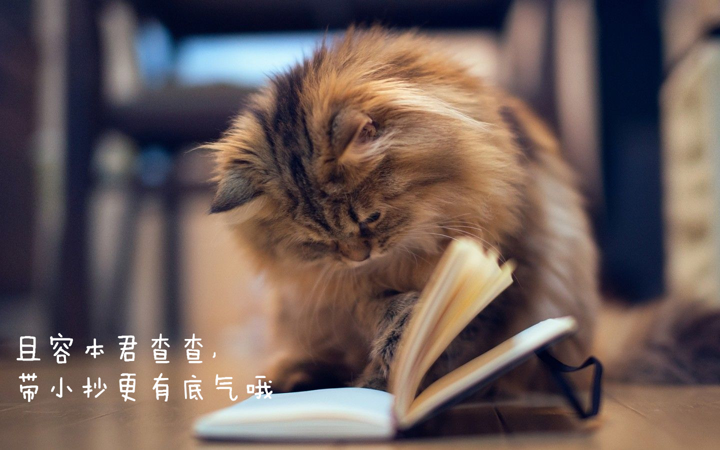 猫为什么爱鱼呢,猫为什么对我嘶吼