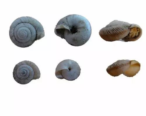 随手捉一只小蜗牛,你认识吗?在小区给孩子上一节博物课吧!