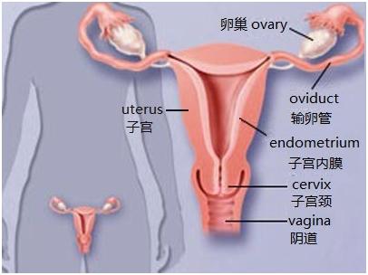 大姨妈的成分,大姨妈的老公叫什么