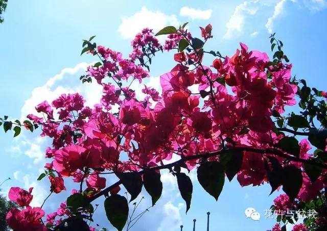 爬墙的花哪个爬得最快,爬墙很厉害的花卉