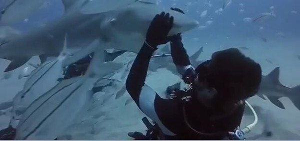 凶猛鲨鱼化身温柔萌妹纸,好有爱~