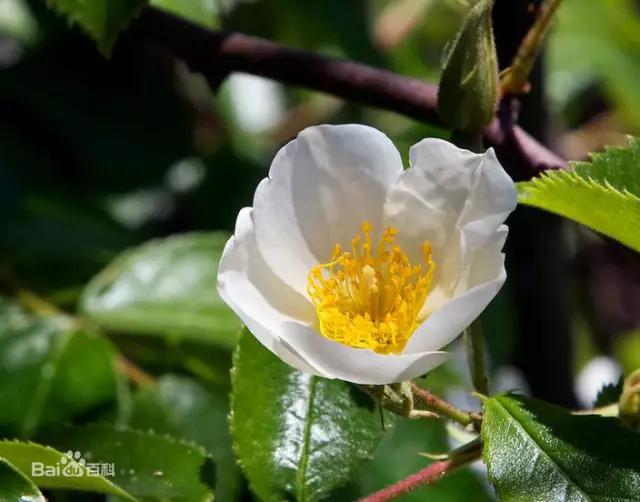 世界首座月季博物馆,月季主题公园月季博物馆