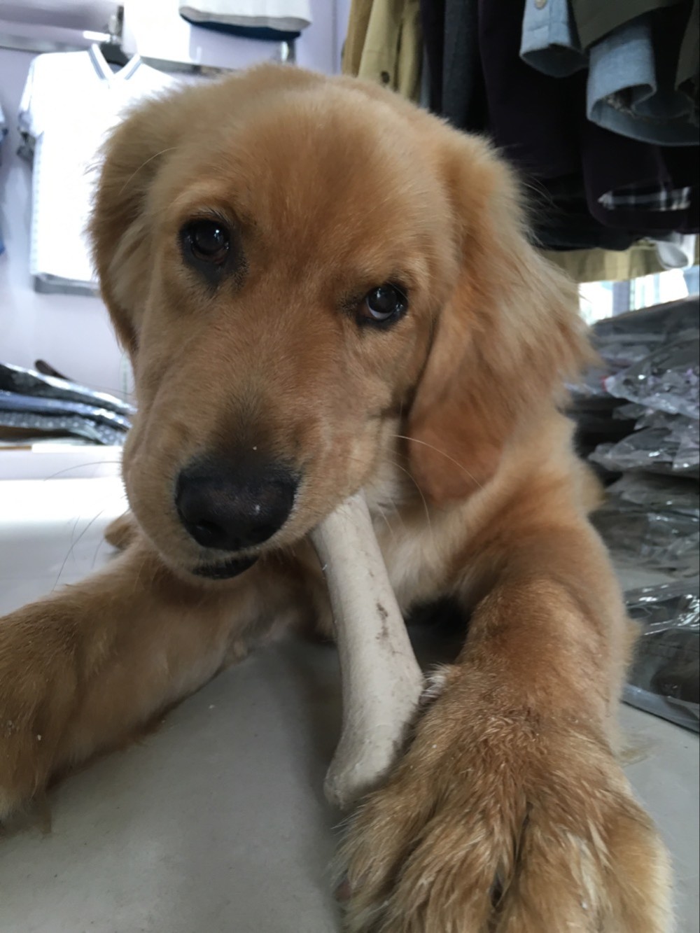 如果把金毛吃进去了会怎么样,金毛在家里偷吃