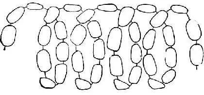 有关淀粉的常见小常识,话食科普