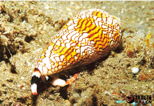 地球上最毒的15种动物,世界上最毒的动物排行