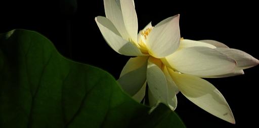 直通车内训一万元课程,直通车开车课程