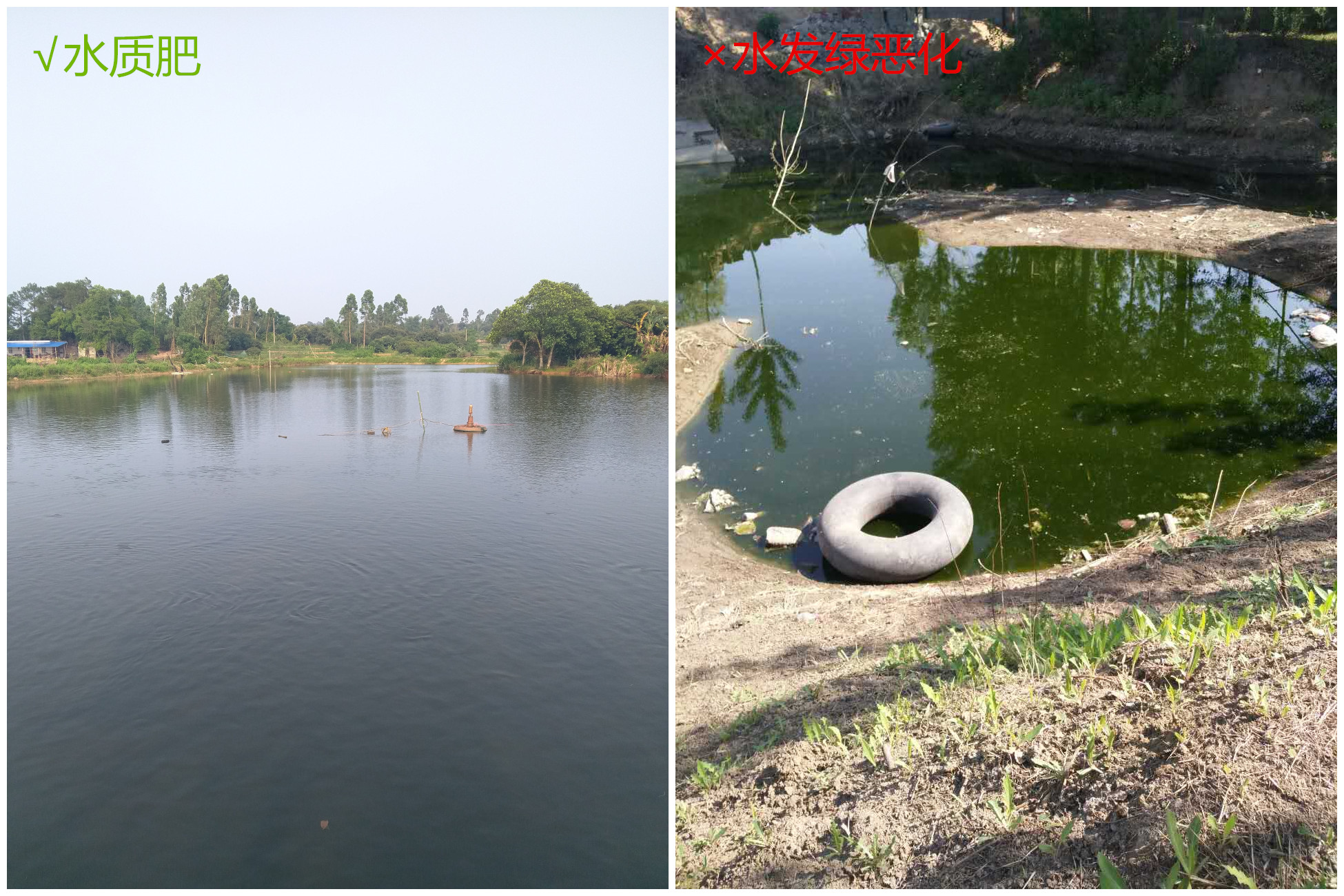 池塘水变绿的原因是,池塘水变绿最快处理方法