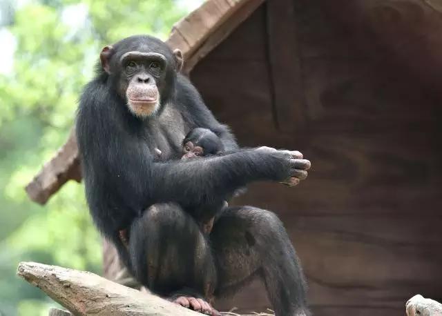 长隆野生动物世界小孩子入园攻略,长隆野生动物园儿童免门票