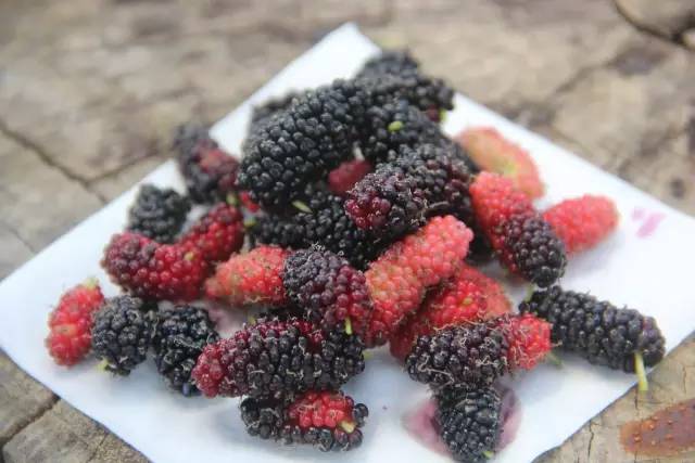 悦榕庄banyantree酒店,新加坡民丹岛酒店攻略