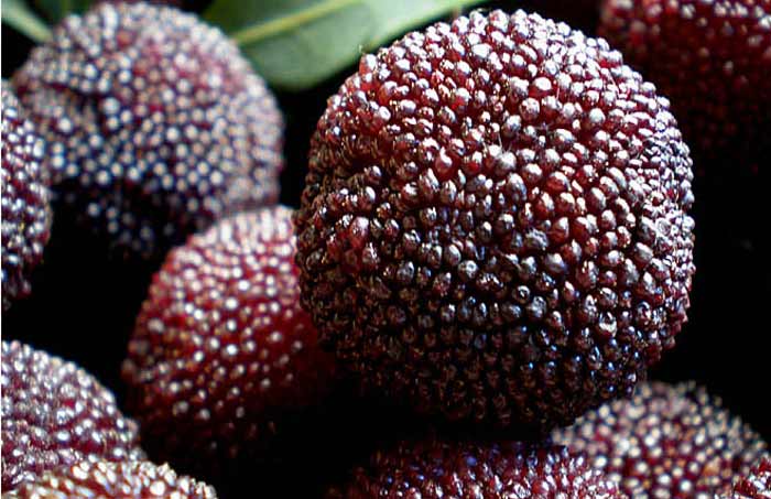 荸荠杨梅和黑炭杨梅的区别,东魁杨梅与荸荠种杨梅有哪些区别