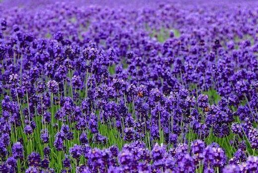 薰衣草什么时候开花最好看,衣草适合在什么季节开花