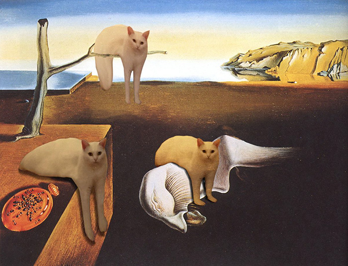 喵星人被恶搞了,喵星人下楼梯