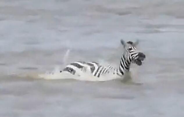 鳄鱼咬破蟒蛇的肚子,斑马被鳄鱼狠咬肚子后逃脱