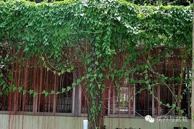 爬墙的花哪个爬得最快,爬墙很厉害的花卉