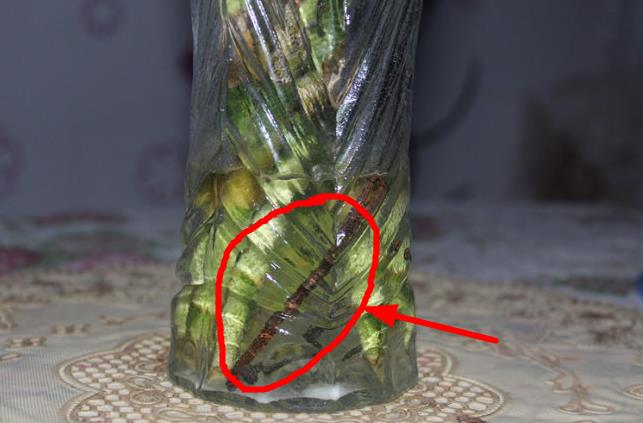 富贵竹里扔的生锈铁钉用消毒么,水养富贵竹加生锈的螺丝钉管用吗