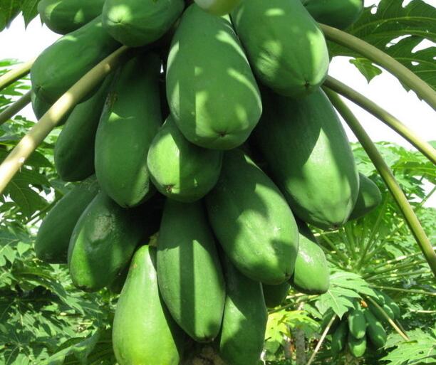 青木瓜丰胸效果好不好呢,丰胸青木瓜好还是熟木瓜好