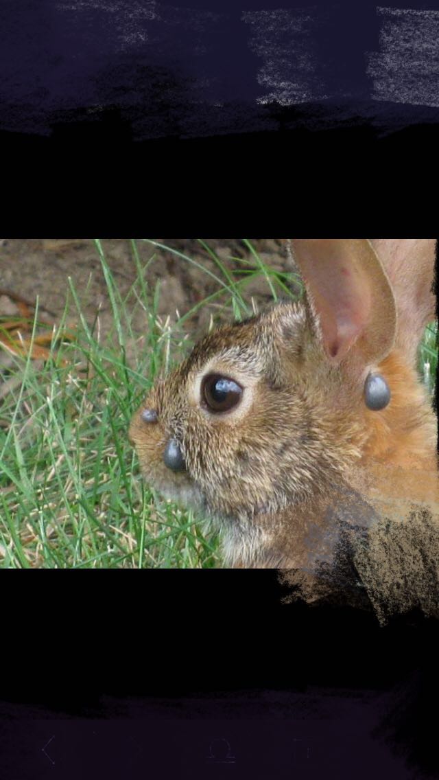 宠物医生如何预防狂犬病,宠物猫狗在什么环境下会得皮肤病