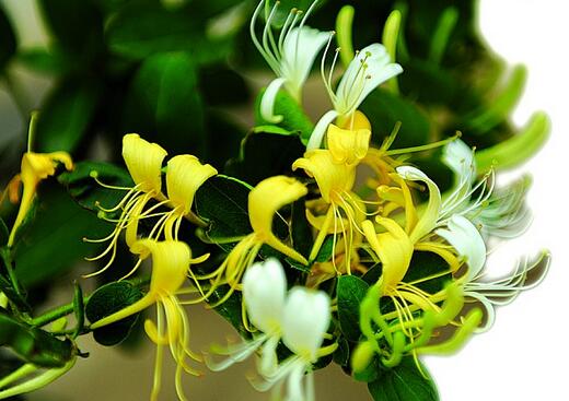 预示长寿吉祥的绿植有哪些,长寿且好看的家养绿植