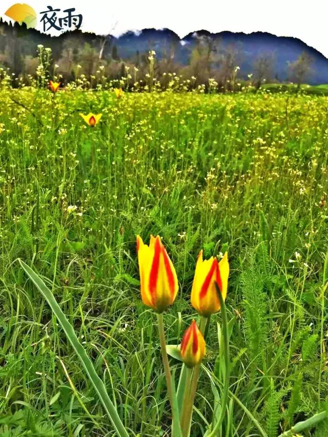 五月初的*疆新**，这片神秘的土地